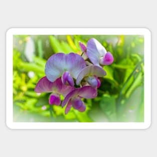 Sweet Pea Blossom Sticker